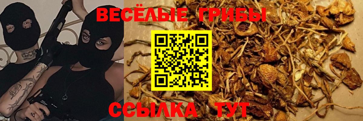 Псилоцибиновые грибы Cubensis Алатырь